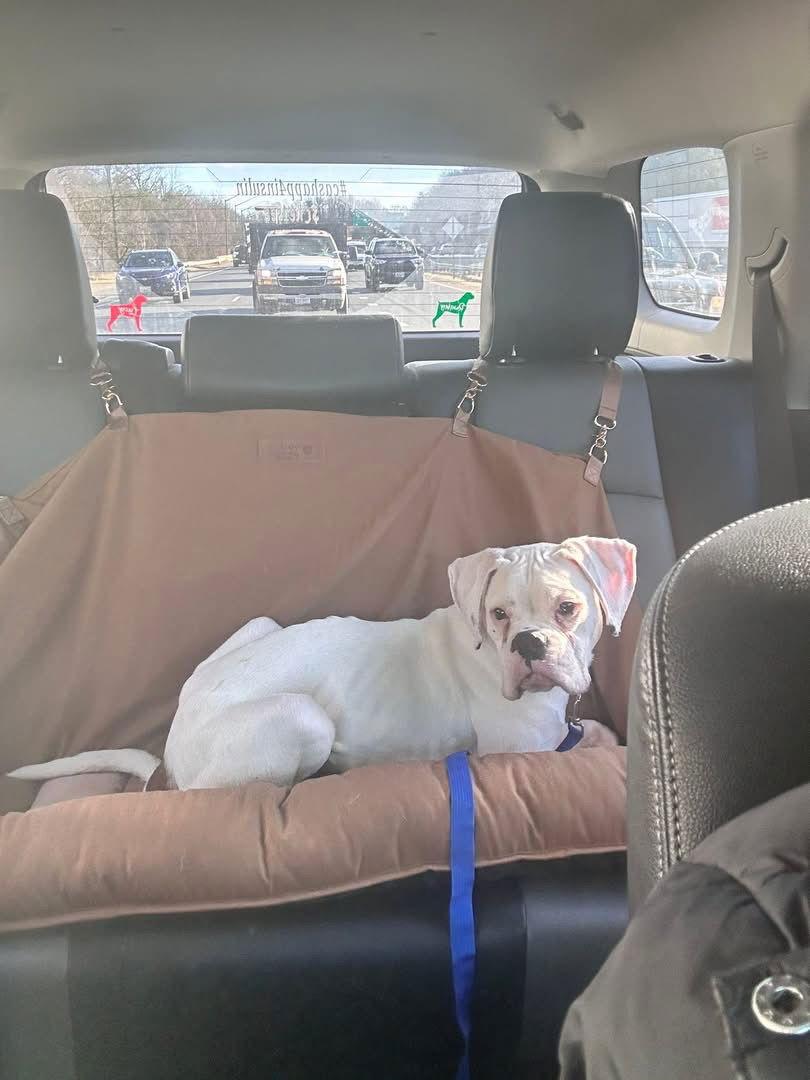 Enlarge Benny, a Adoptable Boxer in Monticello, NY image 2/3