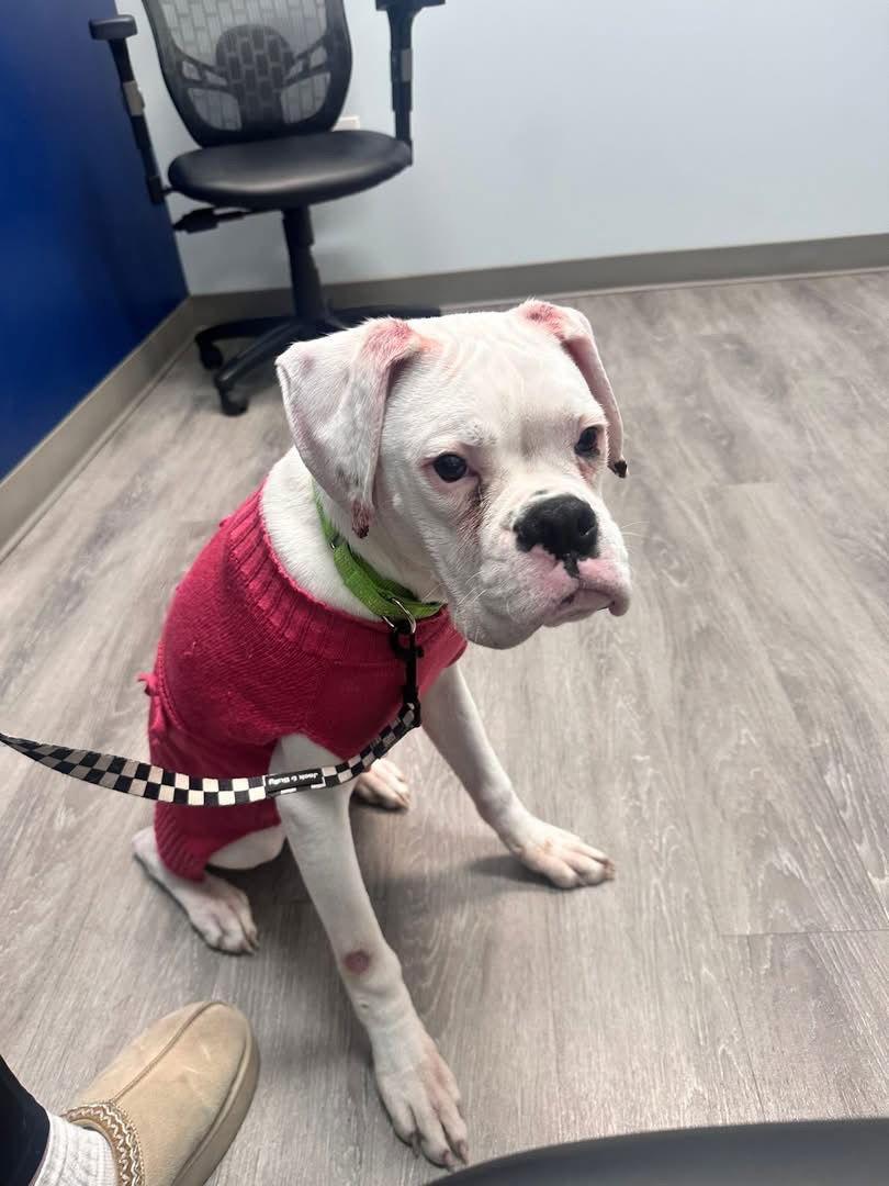 Enlarge Benny, a Adoptable Boxer in Monticello, NY image 3/3