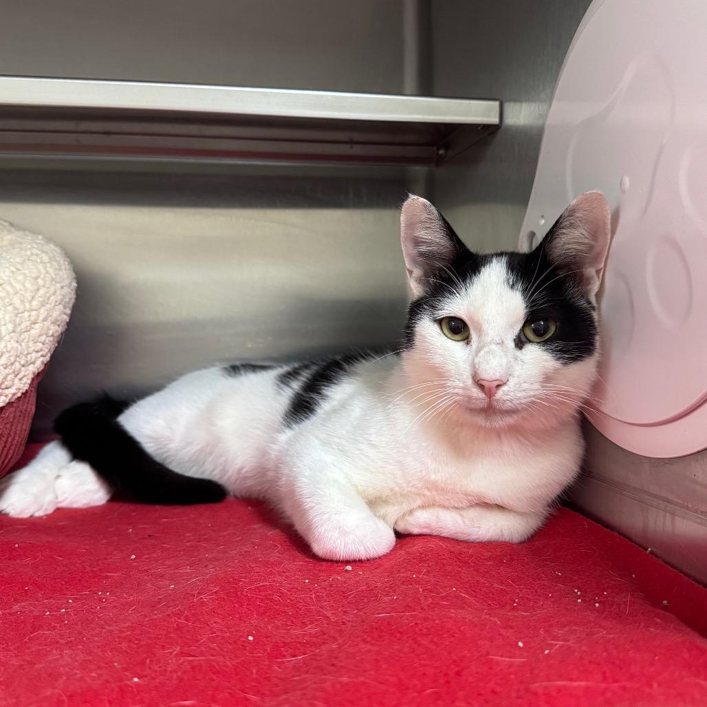 Enlarge Simmental 29841, a Adoptable Domestic Short Hair in Middleburg, FL image 1/1