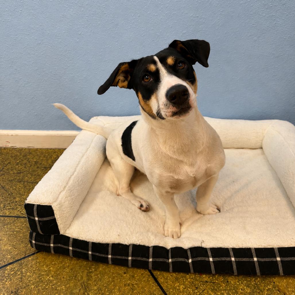 Enlarge Pixie, a Adoptable mixed breed in Fresno, CA image 1/1