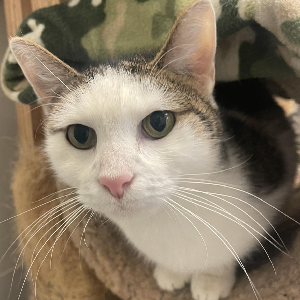 Scaredy Cat, Adoptable, Senior Female Domestic Short Hair.