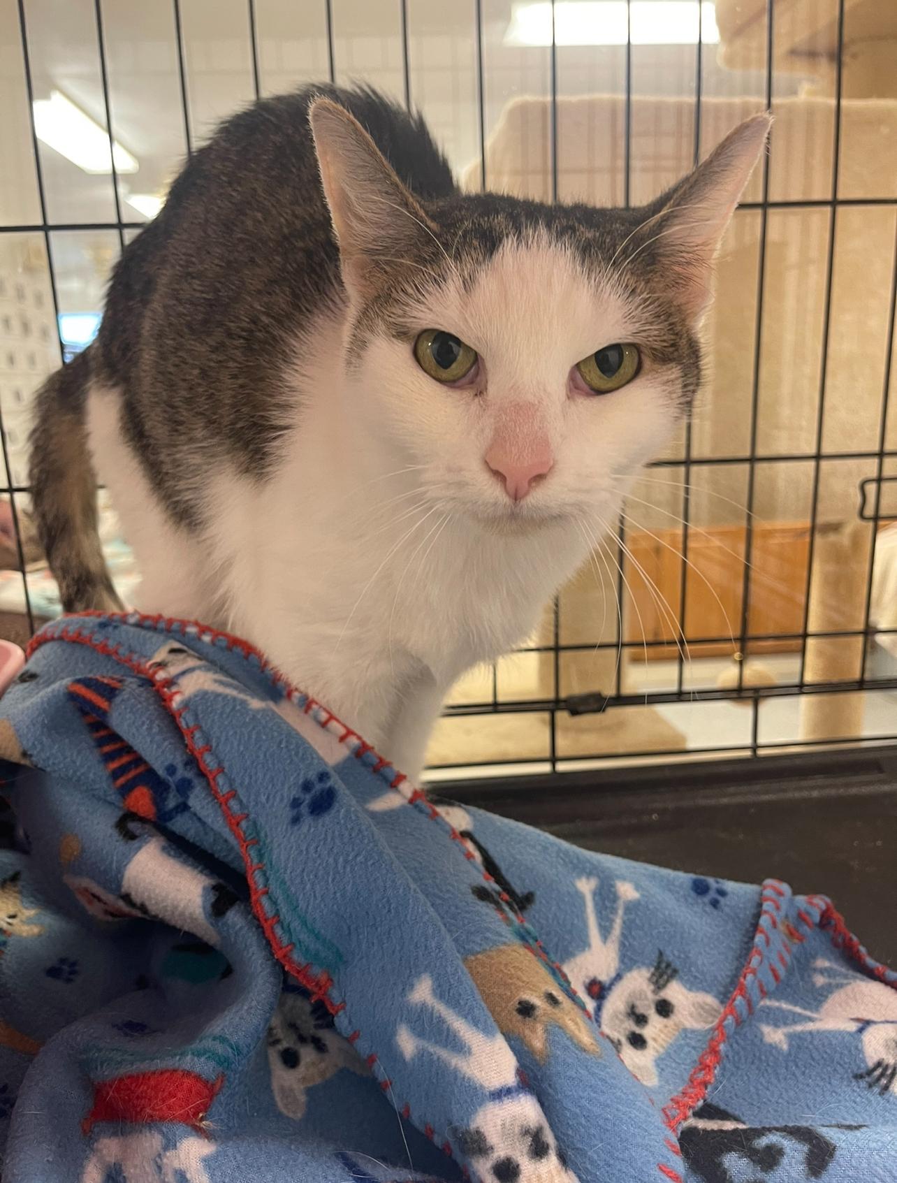 Scaredy Cat, an adoption pending Domestic Short Hair in Indiana, PA image 4/6