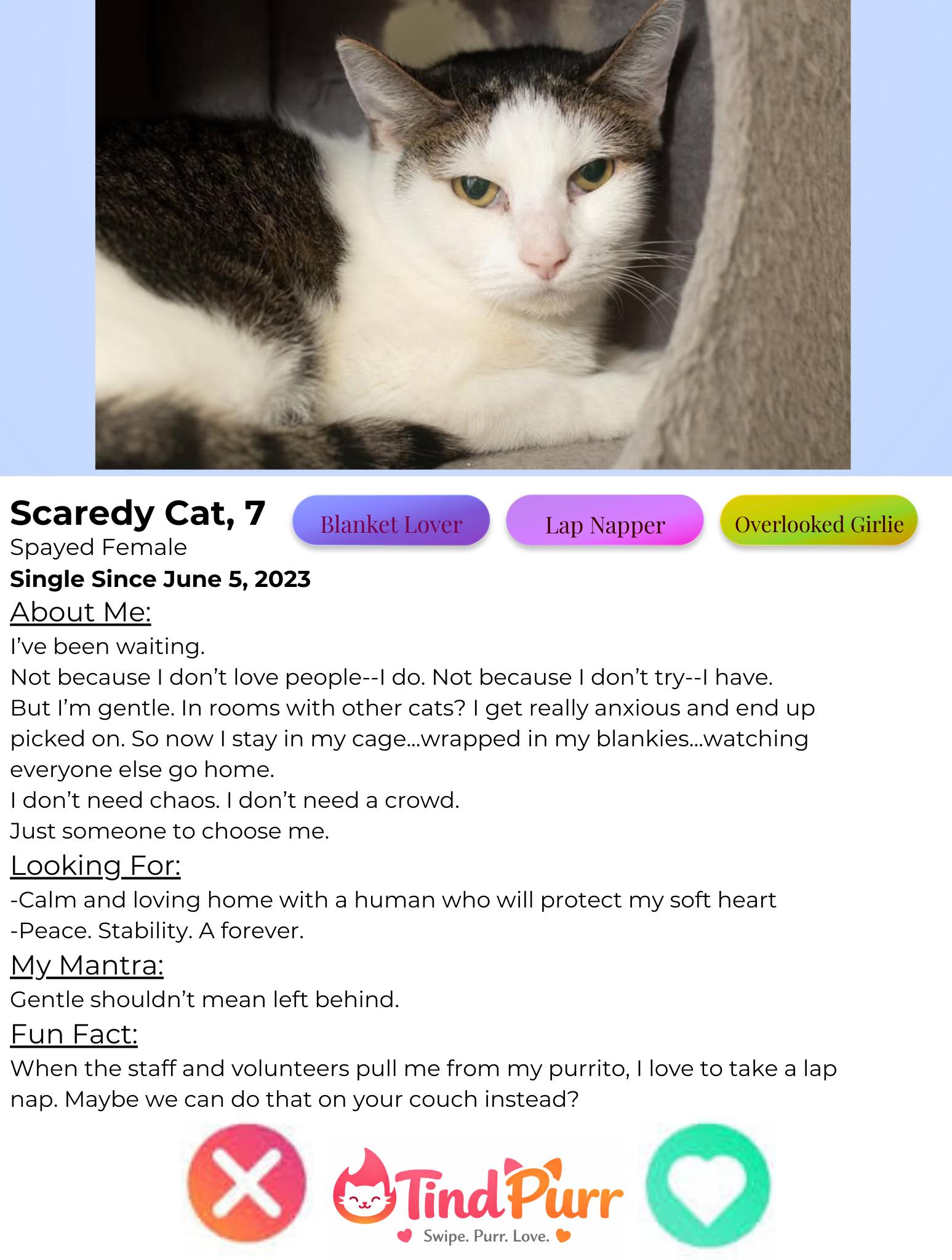 Scaredy Cat, an adoption pending Domestic Short Hair in Indiana, PA image 2/6