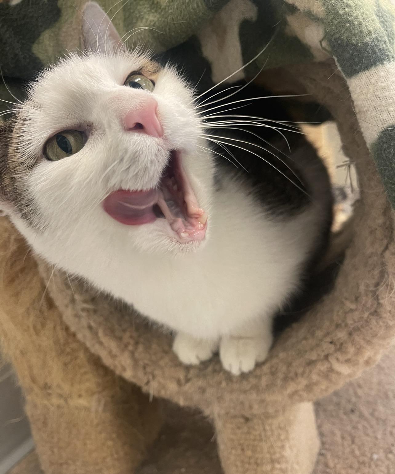 Scaredy Cat, an adoption pending Domestic Short Hair in Indiana, PA image 6/6