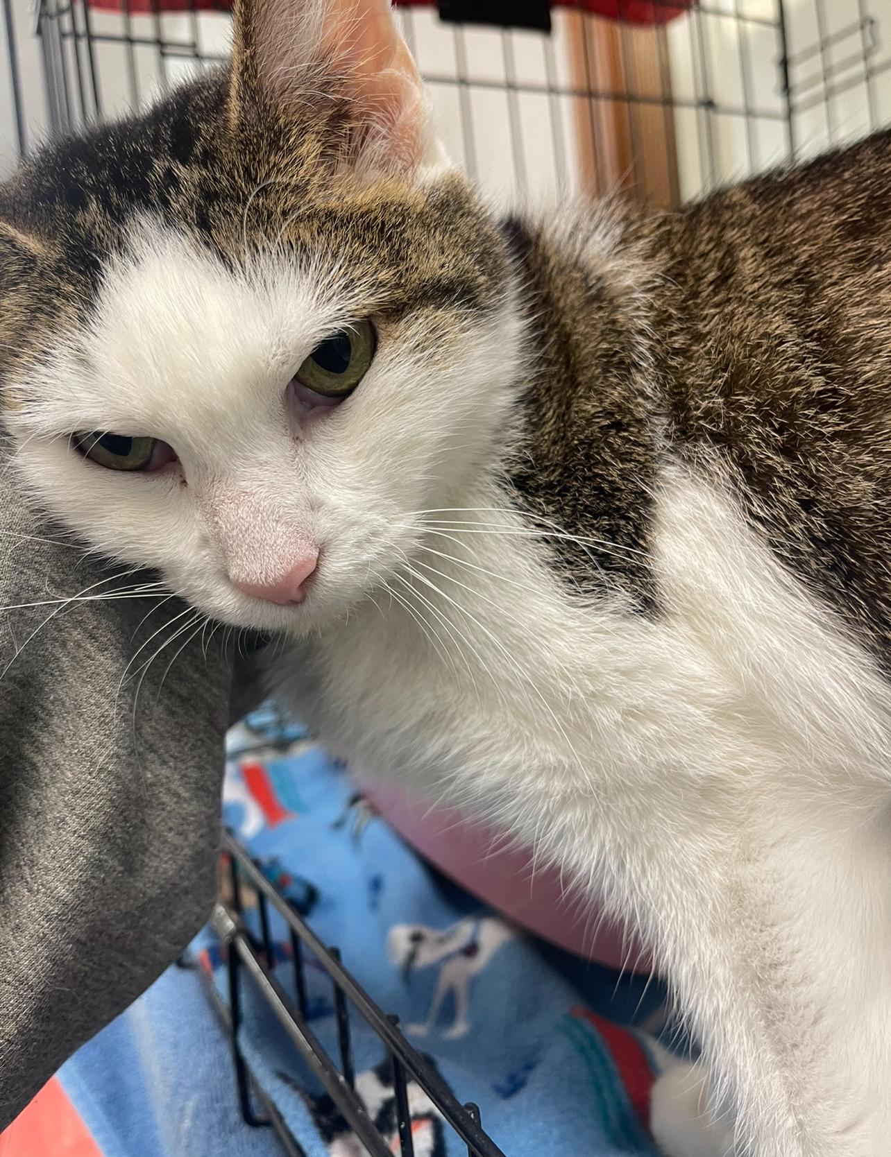 Scaredy Cat, an adoption pending Domestic Short Hair in Indiana, PA image 5/6