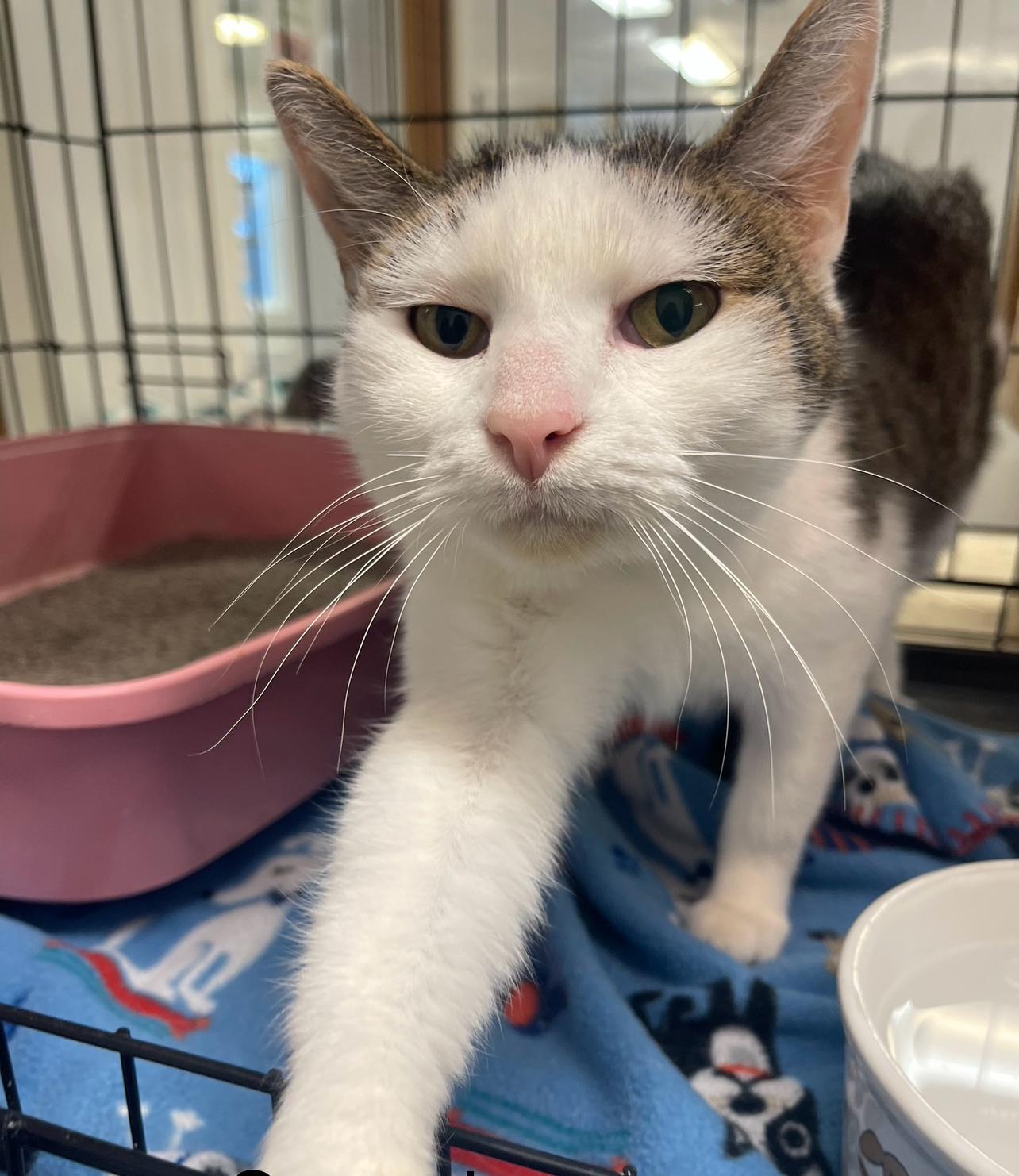 Scaredy Cat, an adoption pending Domestic Short Hair in Indiana, PA image 3/6