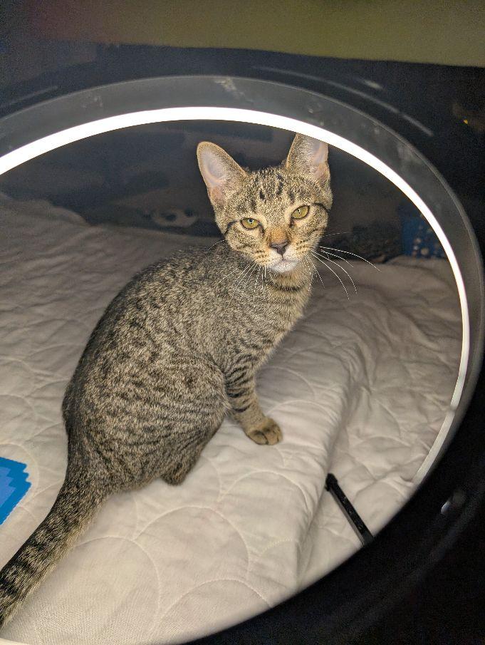 Togrog, ADOPTABLE, Kitten Male Domestic Short Hair.