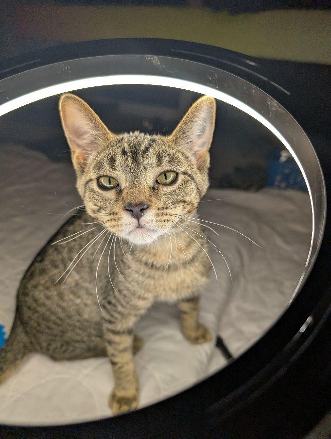 Enlarge Togrog, a ADOPTABLE Domestic Short Hair in Lake Orion, MI image 2/6