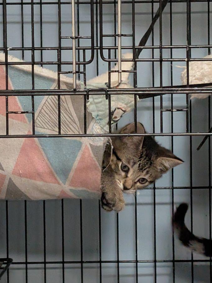 Enlarge Togrog, a ADOPTABLE Domestic Short Hair in Lake Orion, MI image 3/4