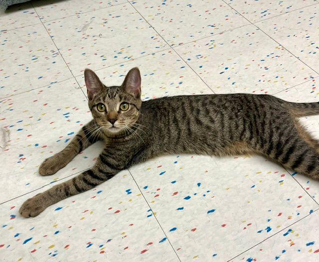Togrog, ADOPTABLE, Kitten Male Domestic Short Hair.