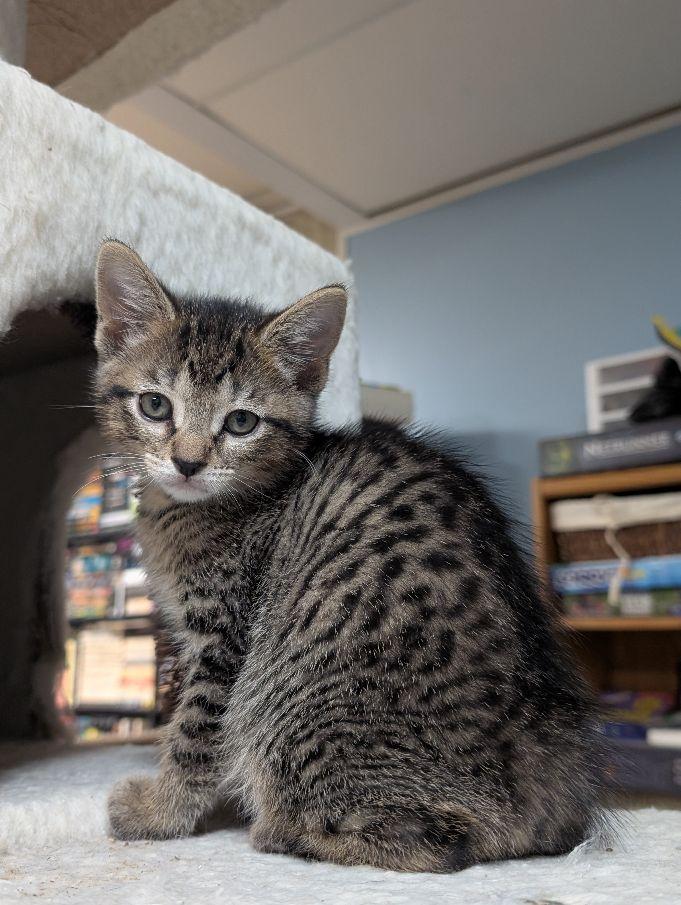 Enlarge Togrog, a ADOPTABLE Domestic Short Hair in Lake Orion, MI image 1/4