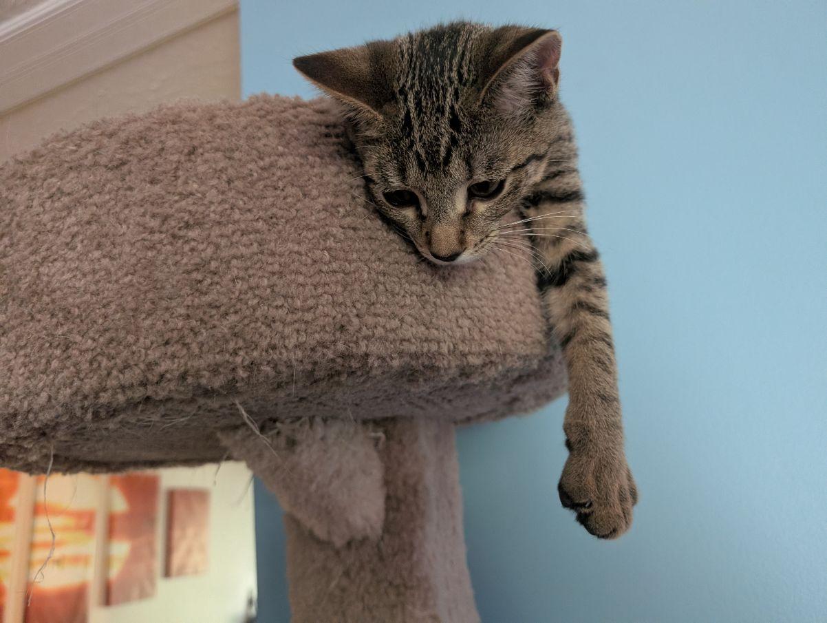Enlarge Togrog, a ADOPTABLE Domestic Short Hair in Lake Orion, MI image 3/6