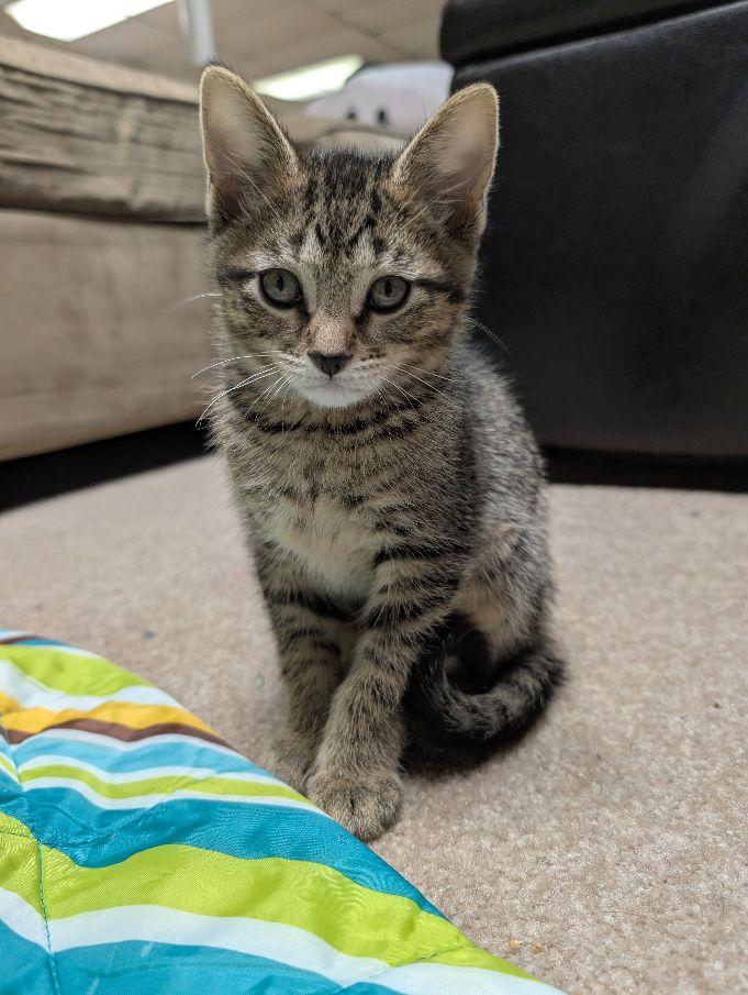 Enlarge Togrog, a ADOPTABLE Domestic Short Hair in Lake Orion, MI image 2/4