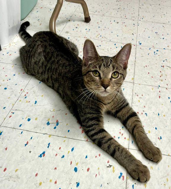 Enlarge Togrog, a ADOPTABLE Domestic Short Hair in Lake Orion, MI image 2/6