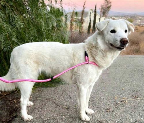 Enlarge Keira, a ADOPTABLE mixed breed in Temecula, CA image 3/6