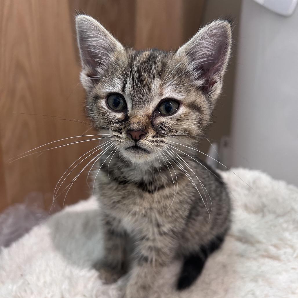 Enlarge Gertrude, a Adoptable American Shorthair in mount vernon, AR image 1/1