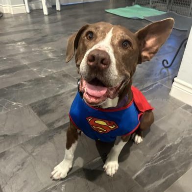 Sunshine 'certified' Cuddler