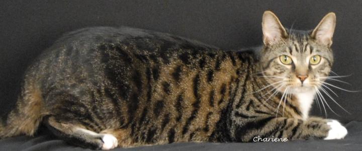 Enlarge Thomas, an adopted Domestic Short Hair in Newland, NC image 1/1