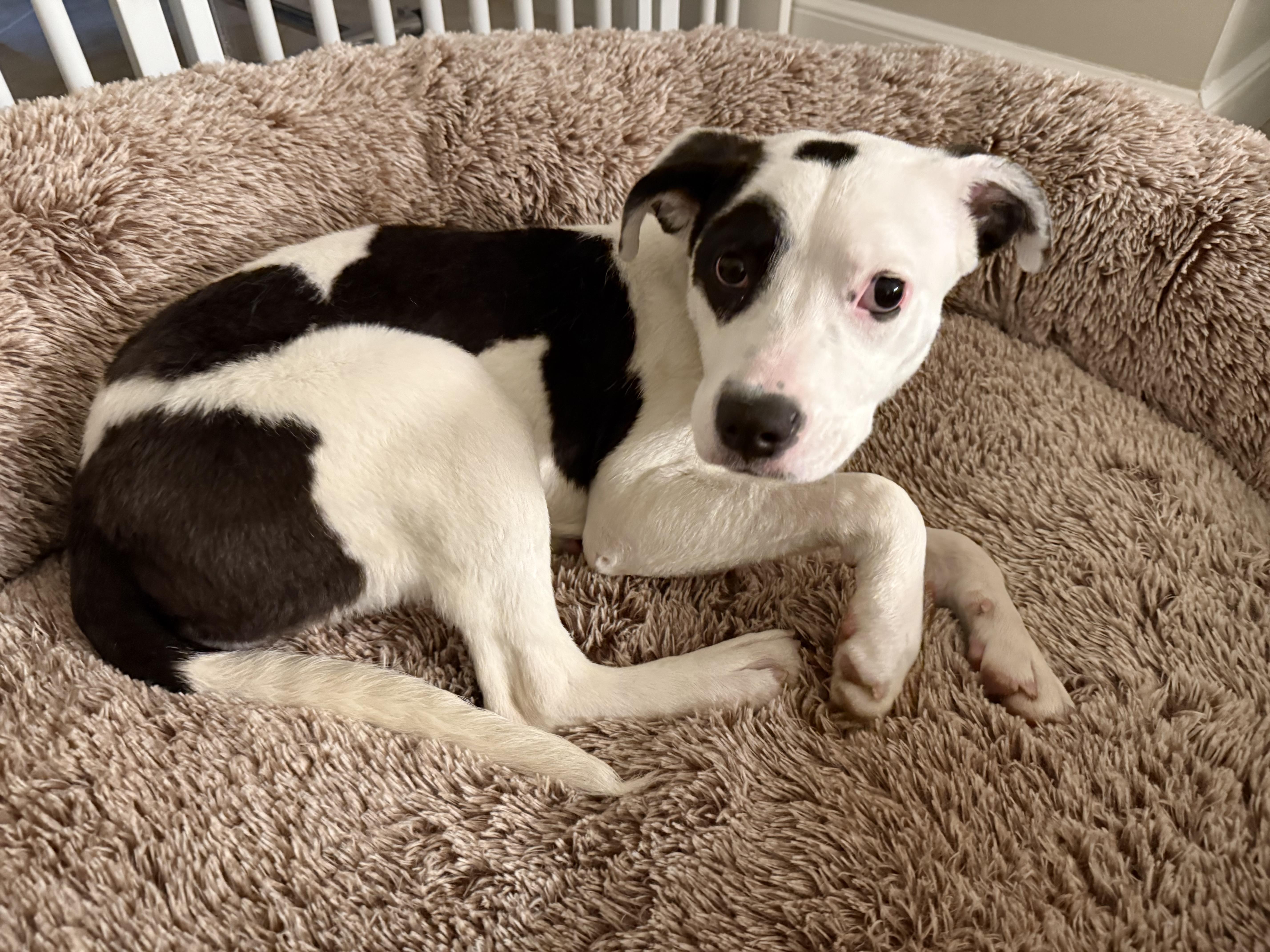 Pippa, an adopted mixed breed in Weston, MA image 5/6