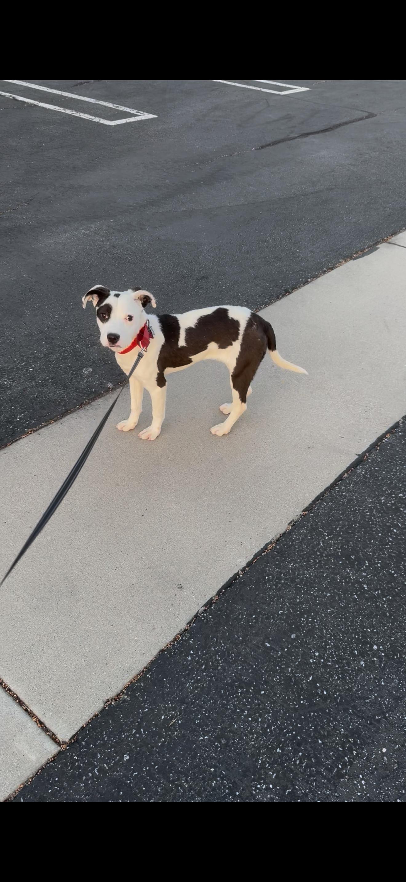 Pippa, an adopted mixed breed in Weston, MA image 3/6