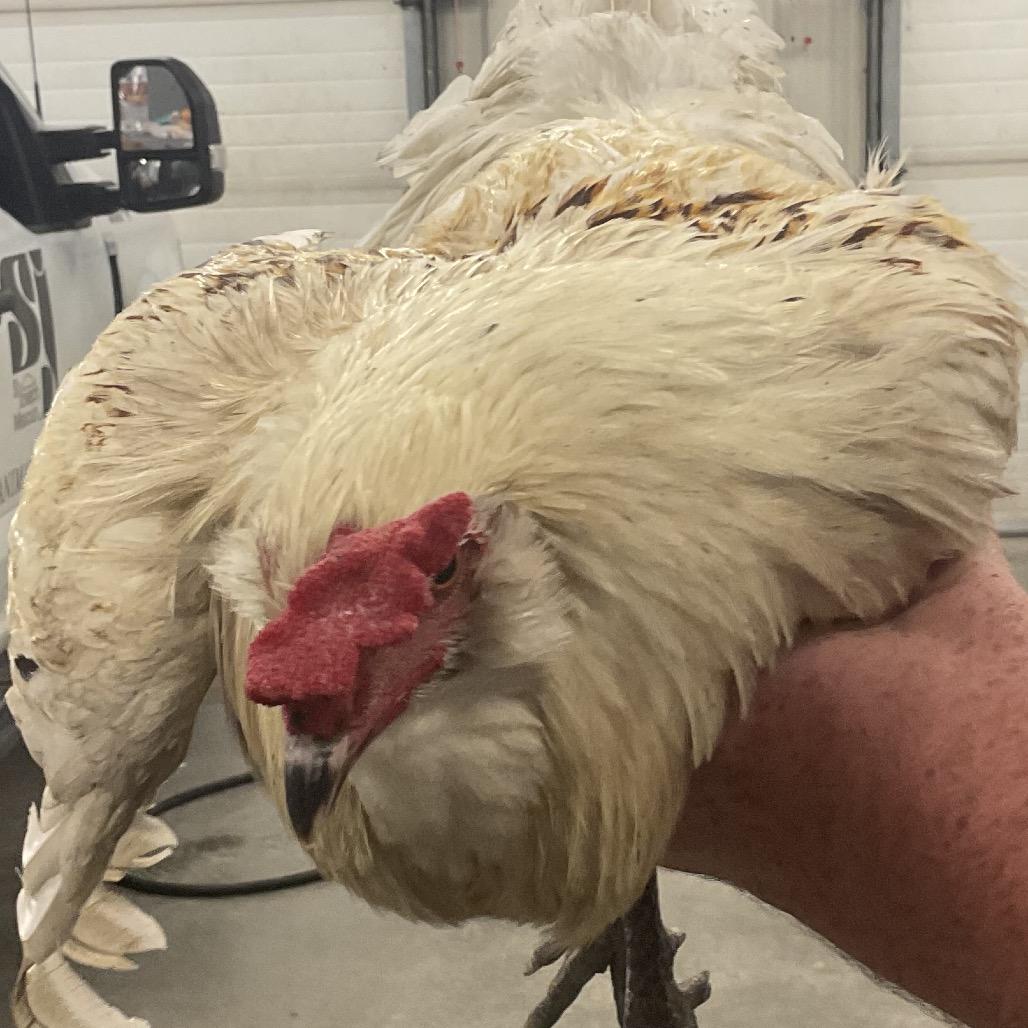 Enlarge Rooster 2, a Adoptable Chicken in St Joseph, MO image 1/1