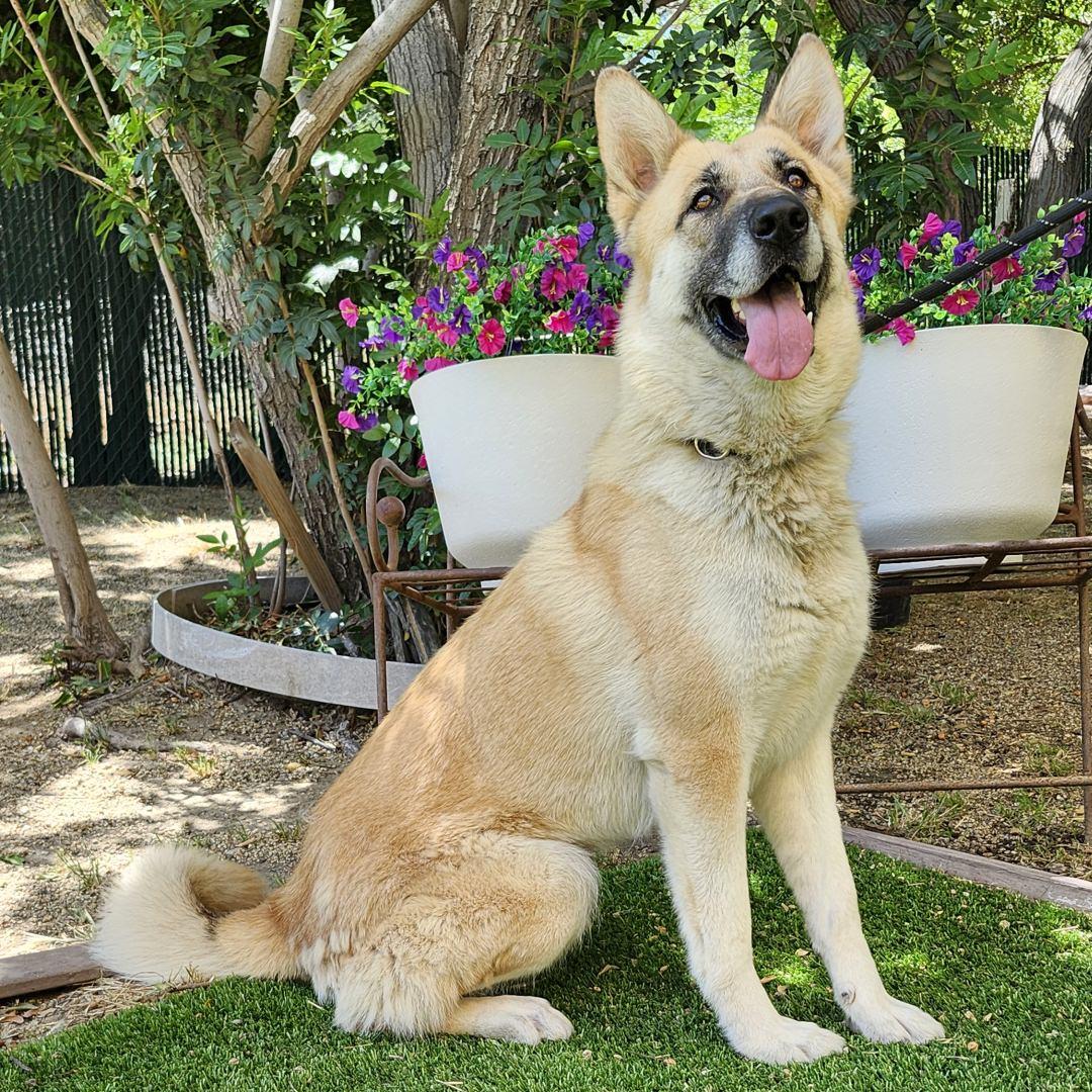 Mia, an adopted mixed breed in Burbank, CA image 2/6