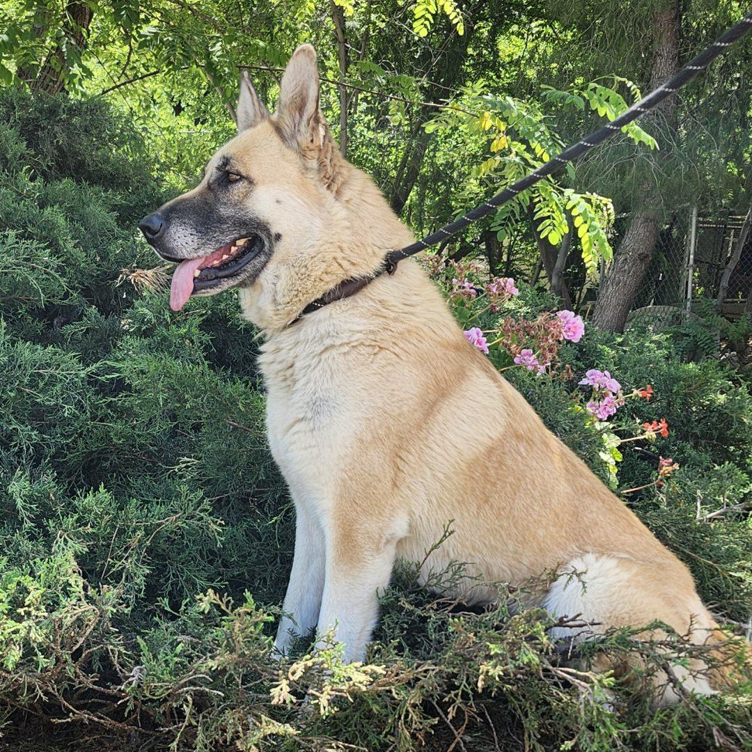 Mia, an adopted mixed breed in Burbank, CA image 4/6