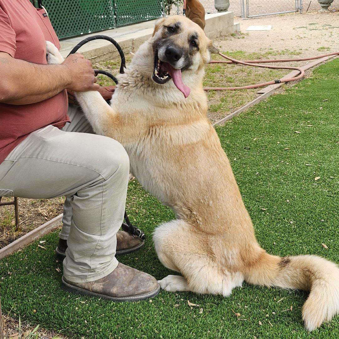 Mia, an adopted mixed breed in Burbank, CA image 6/6