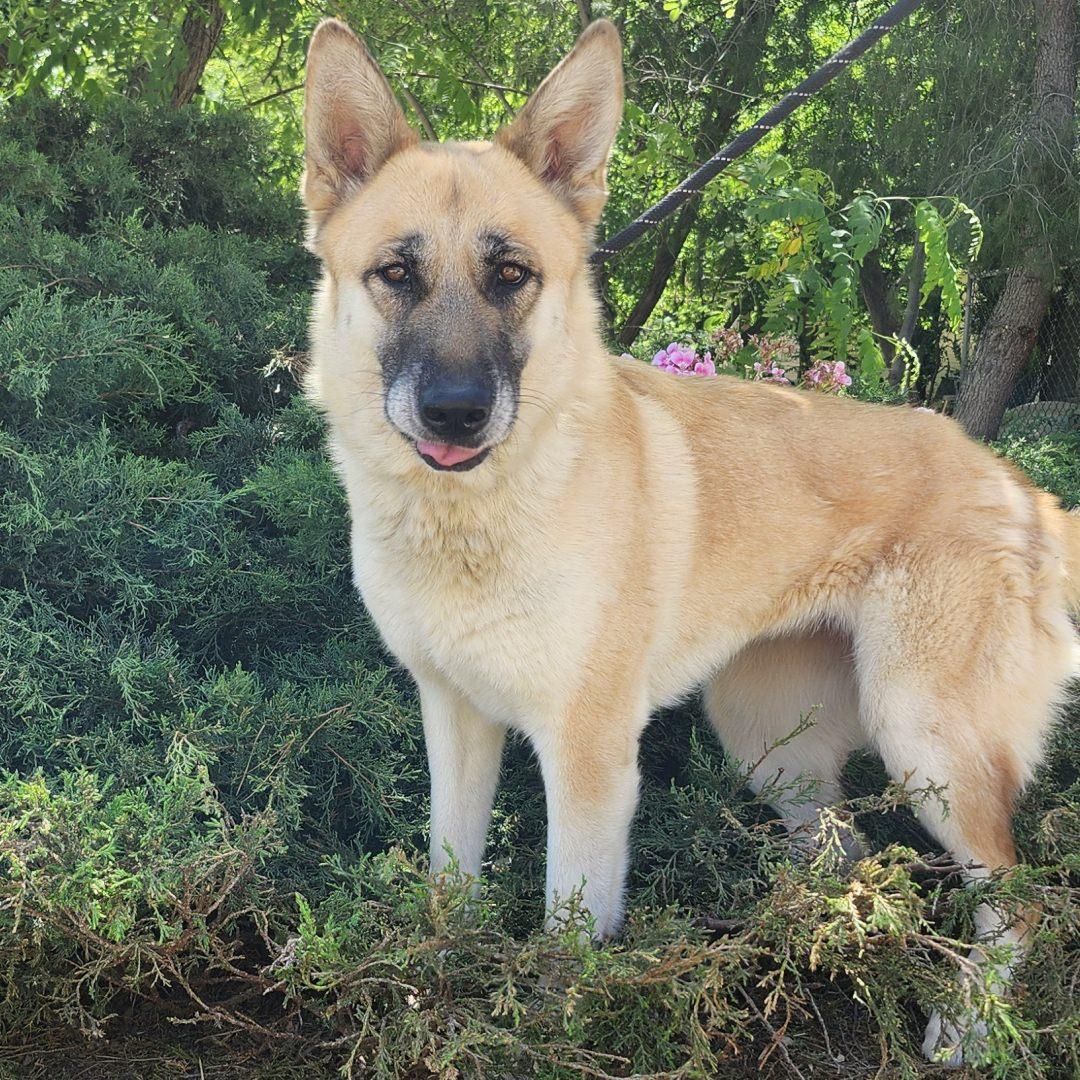 Mia, an adopted mixed breed in Burbank, CA image 3/6
