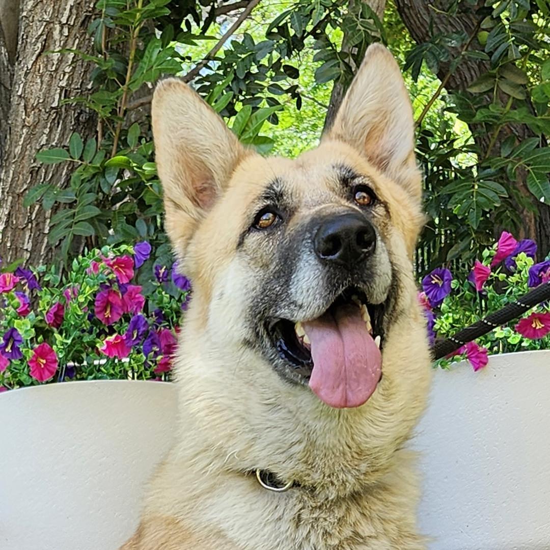 Mia, an adopted mixed breed in Burbank, CA image 1/6