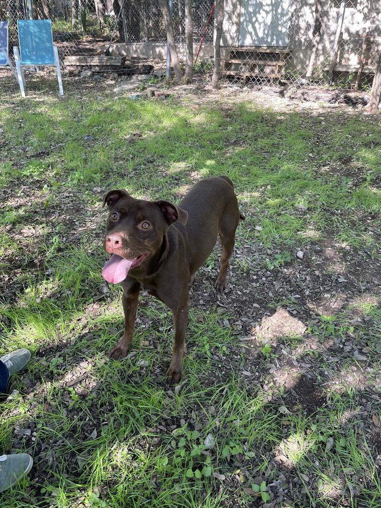 Charle, Adoptable, Young Male Labrador Retriever.