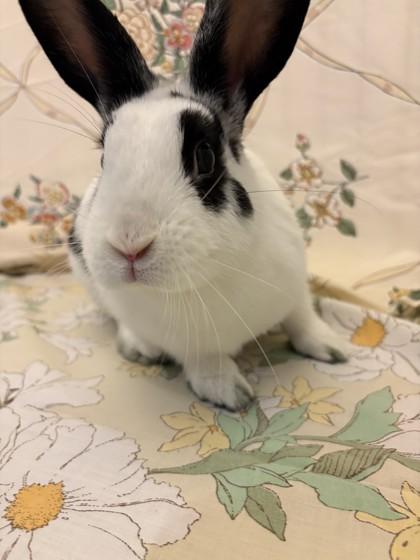Jade, Adoptable, Adult Female Dwarf & Bunny Rabbit.