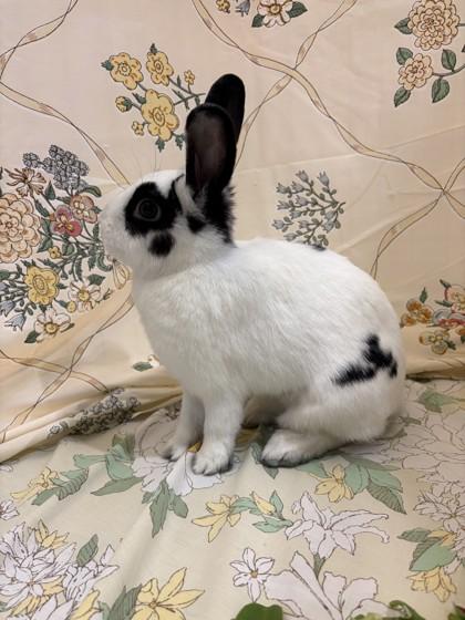 Jade, a Adoptable mixed breed in Quakertown, PA image 2/3