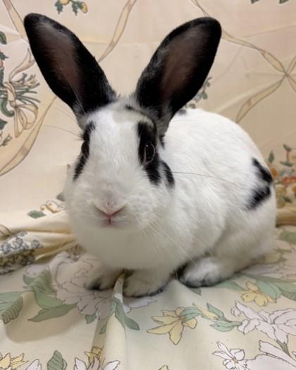 Jade, a Adoptable mixed breed in Quakertown, PA image 3/3