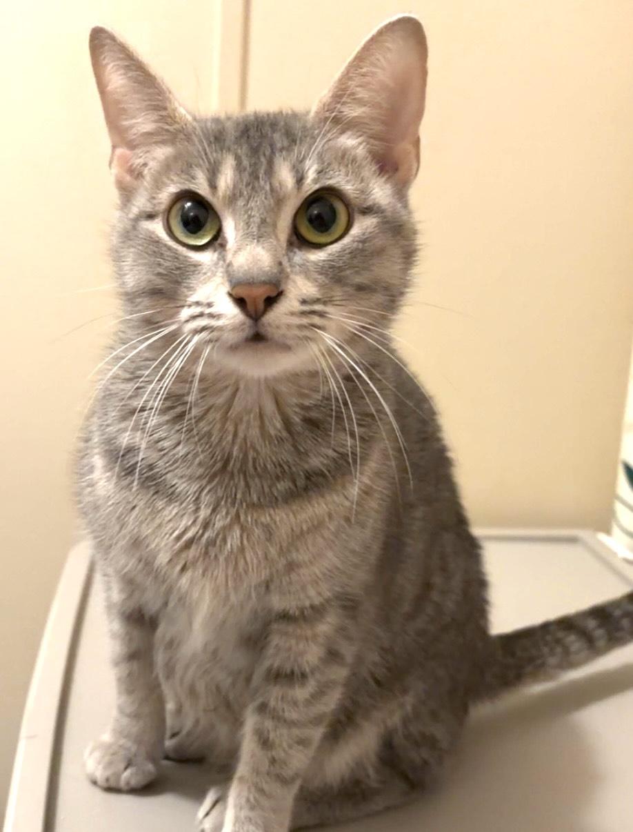 Enlarge SilverBelle, a Adoptable mixed breed in Belvidere, IL image 3/4