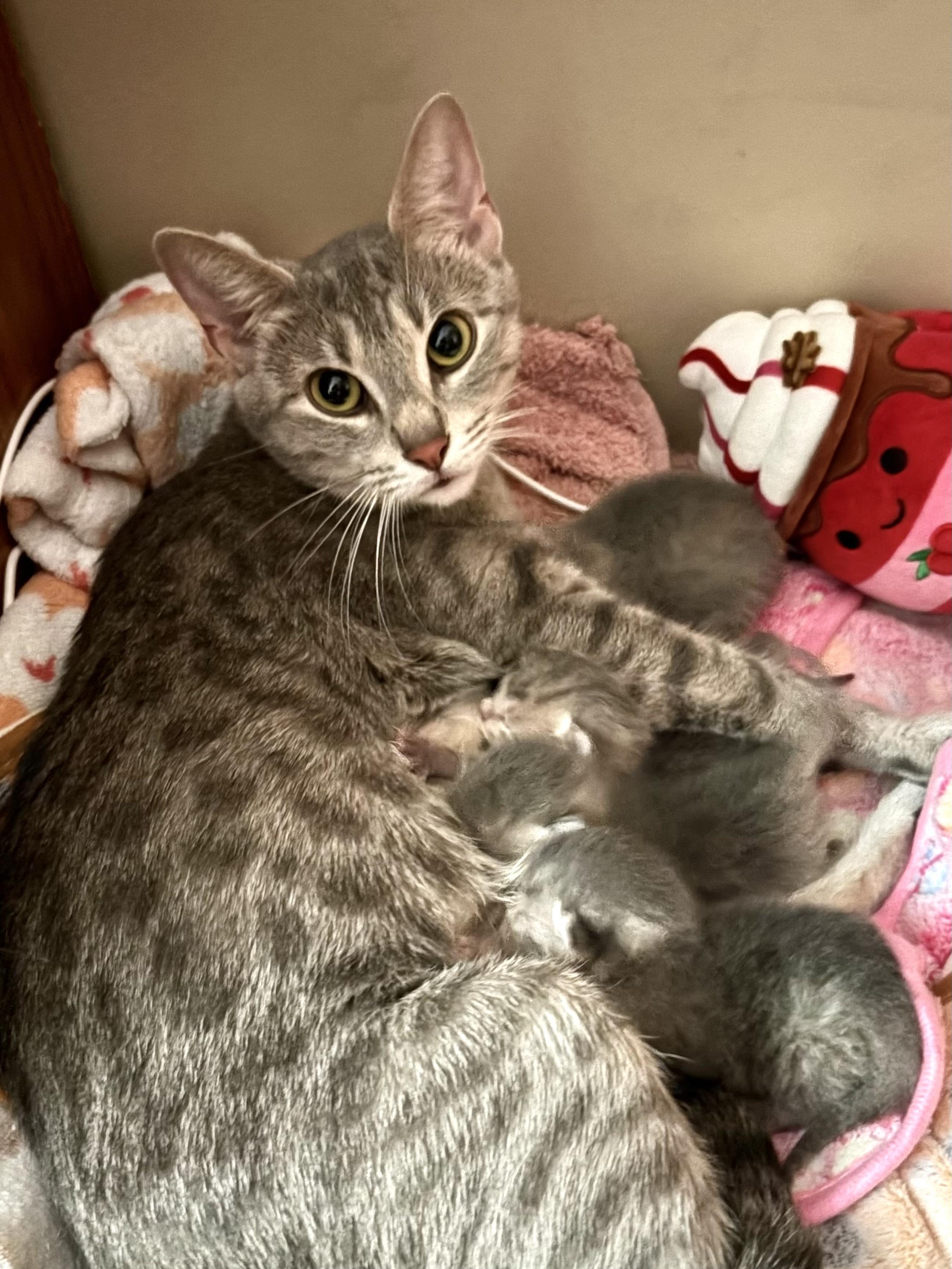 Enlarge SilverBelle, a Adoptable mixed breed in Belvidere, IL image 4/4