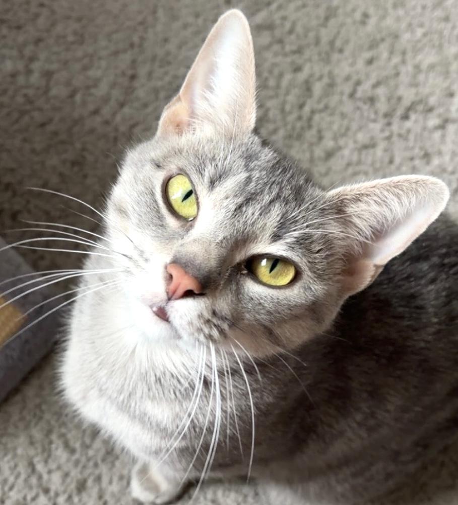 Enlarge SilverBelle, a Adoptable mixed breed in Belvidere, IL image 1/4