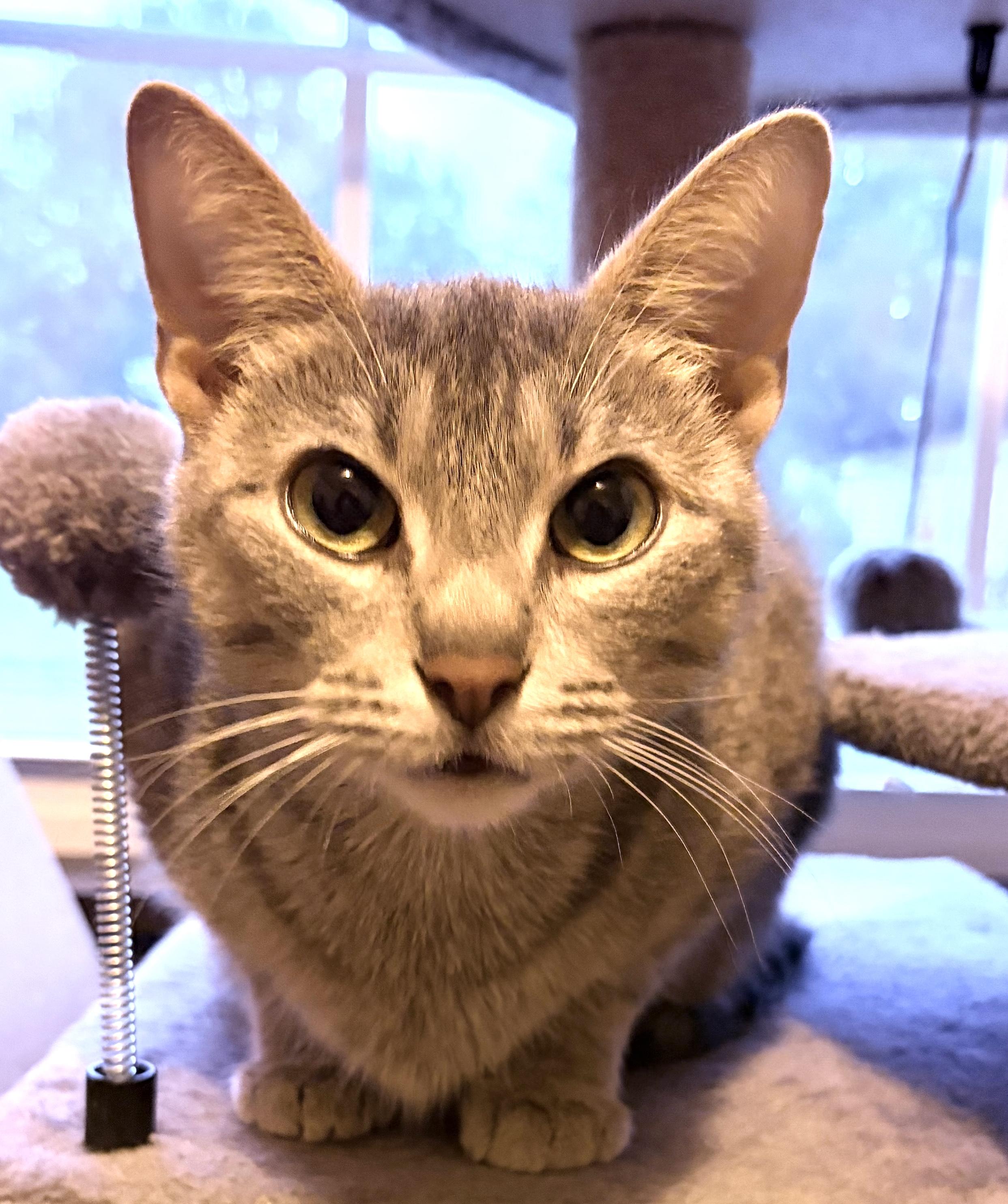 Enlarge SilverBelle, a Adoptable mixed breed in Belvidere, IL image 2/4