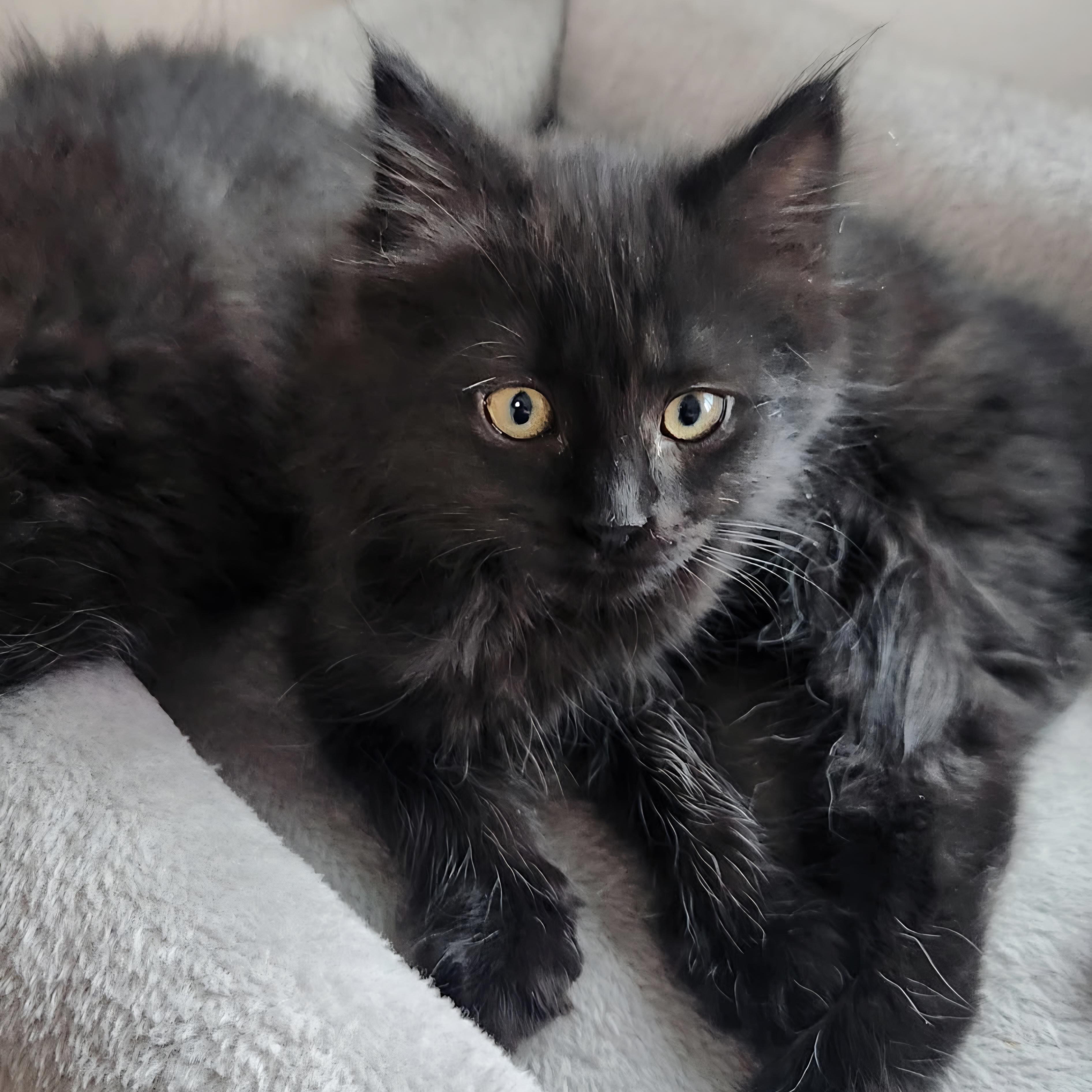 Cheeka, a Adoptable Domestic Short Hair in Kamloops, BC image 1/6