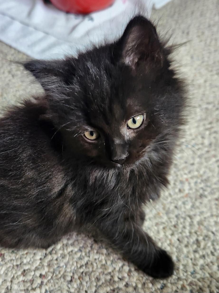 Cheeka, a Adoptable Domestic Short Hair in Kamloops, BC image 2/6
