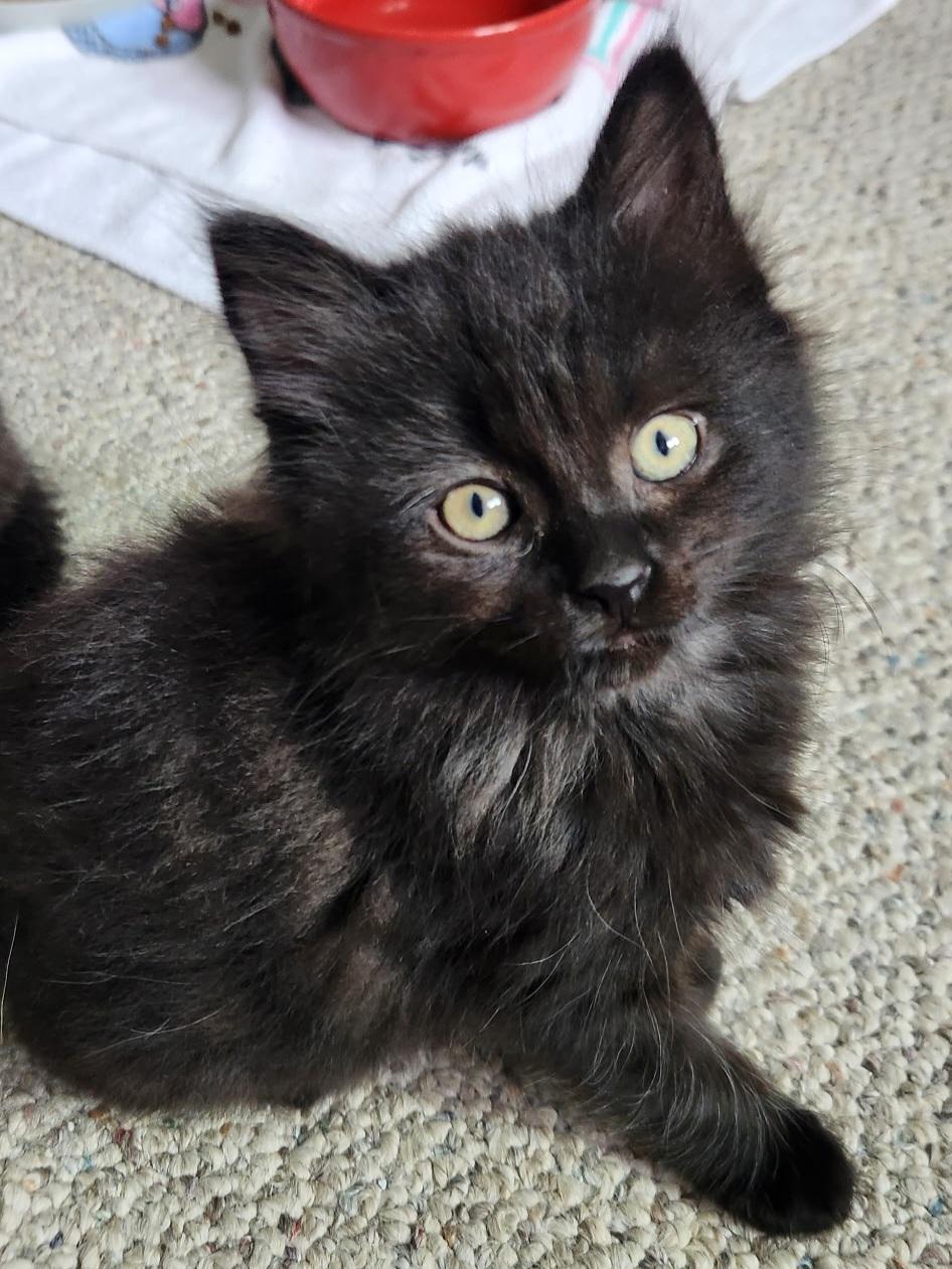 Cheeka, a Adoptable Domestic Short Hair in Kamloops, BC image 3/6