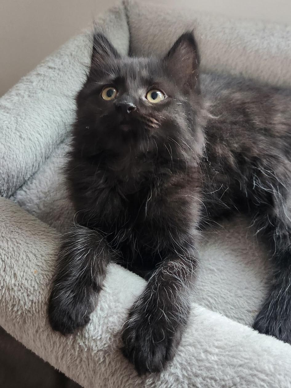 Cheeka, a Adoptable Domestic Short Hair in Kamloops, BC image 4/6