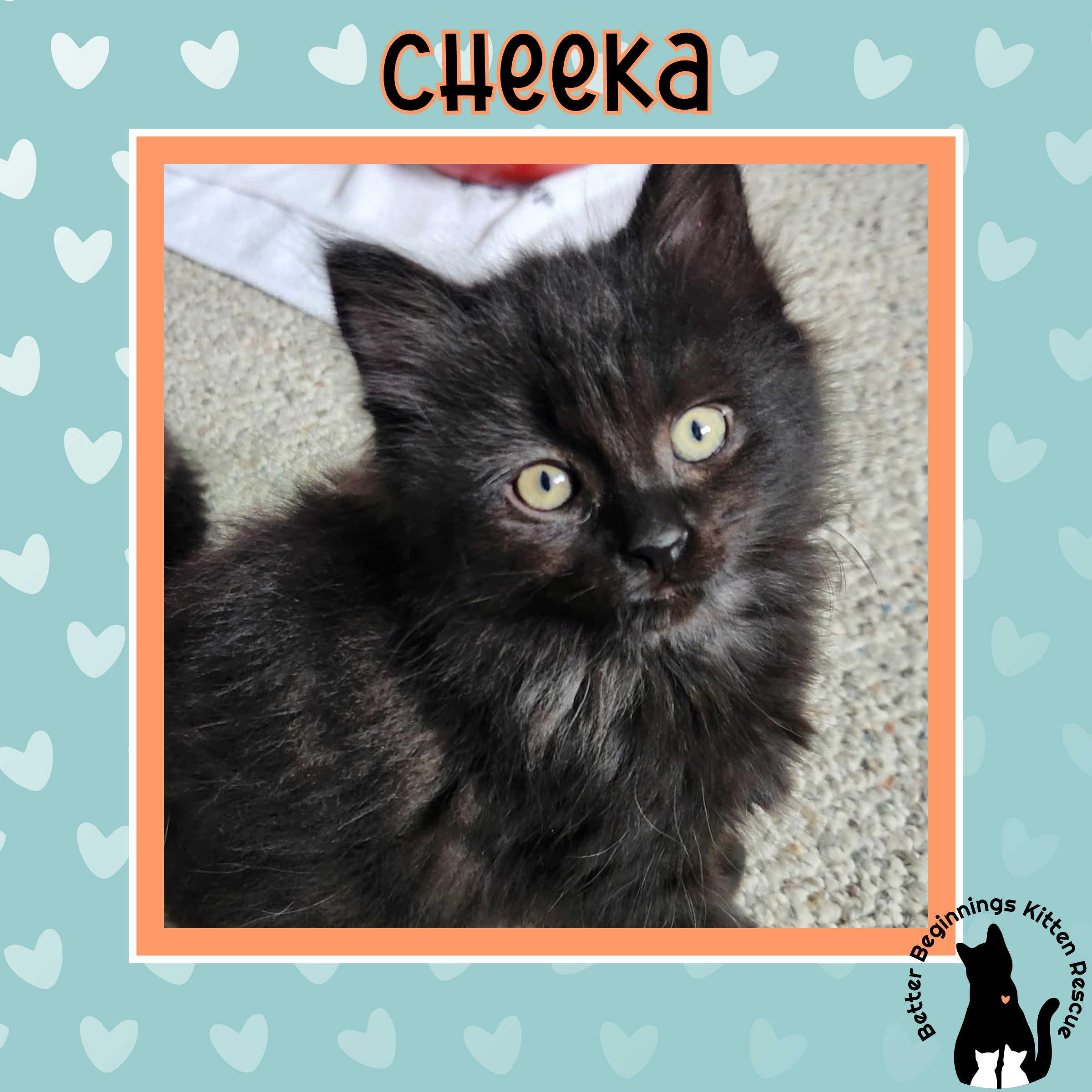 Cheeka, a Adoptable Domestic Short Hair in Kamloops, BC image 5/6