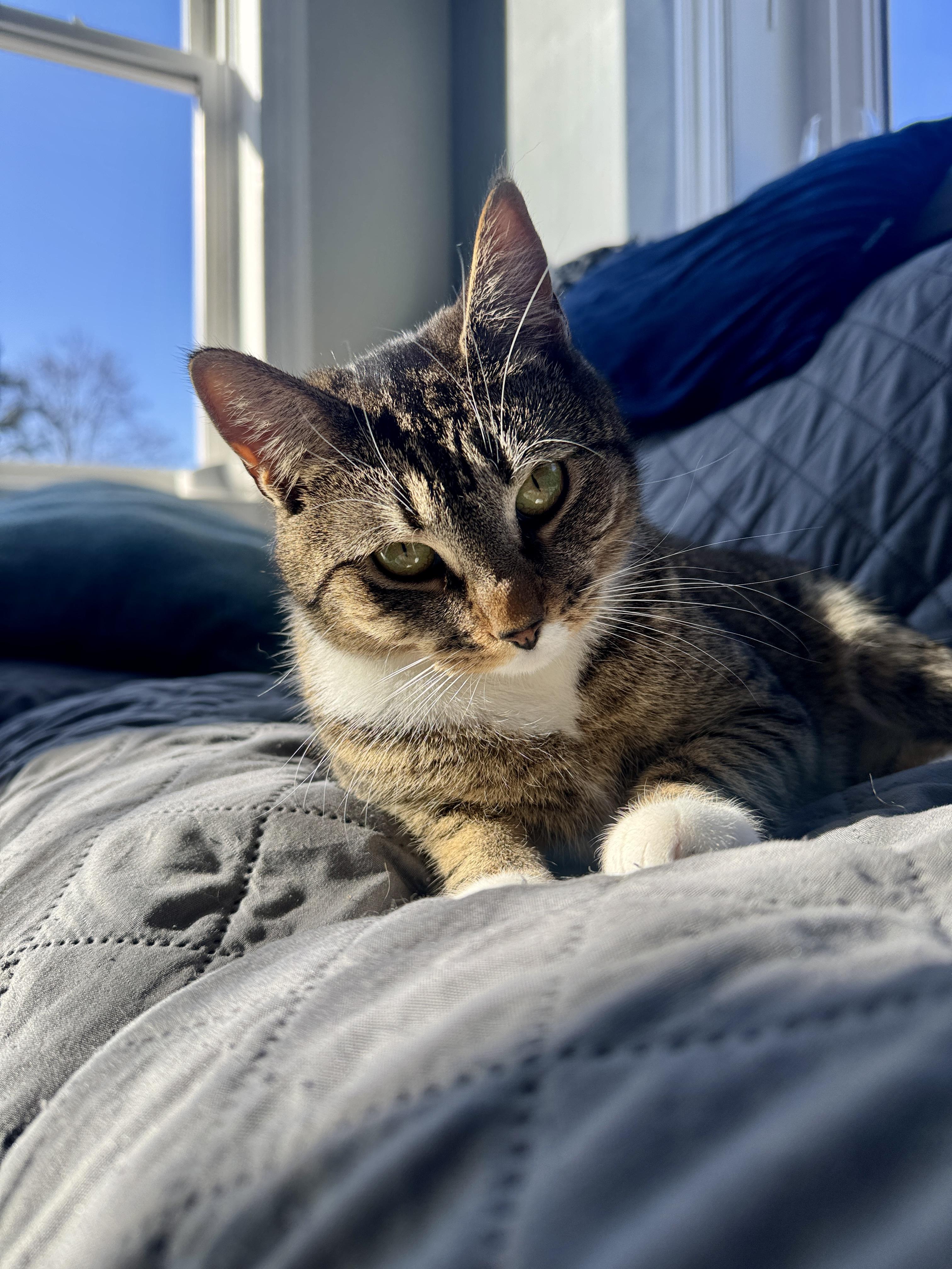 Enlarge Cranberry, a ADOPTABLE American Shorthair in Danbury, CT image 1/5