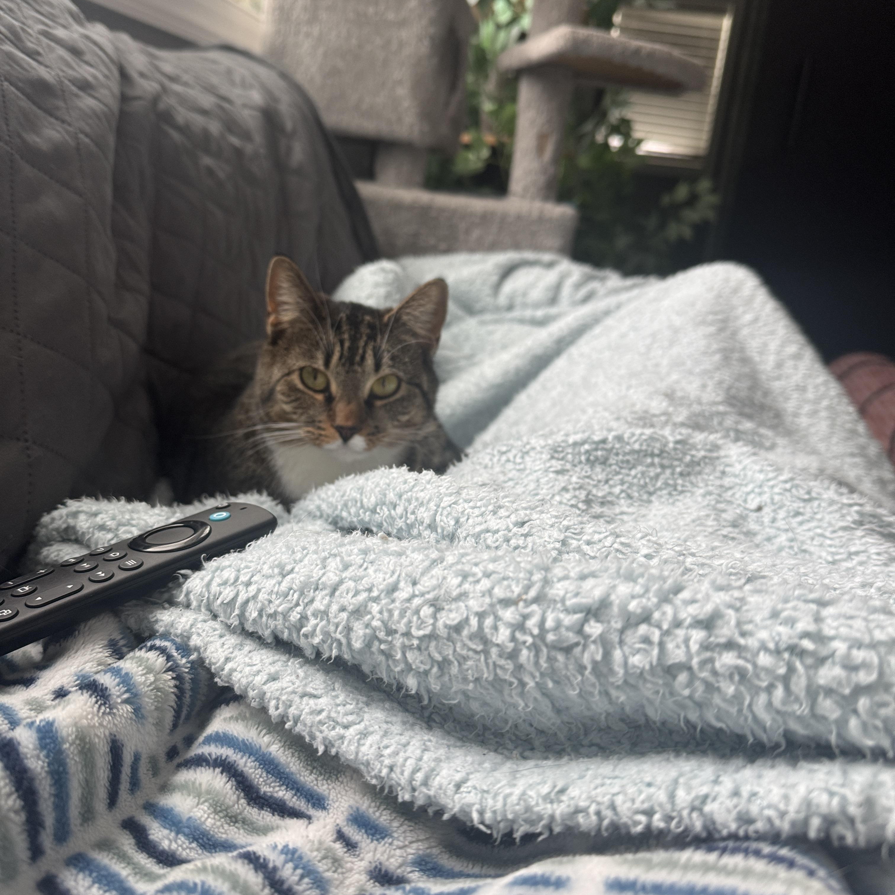 Cranberry, a ADOPTABLE American Shorthair in Manchester, CT image 3/5