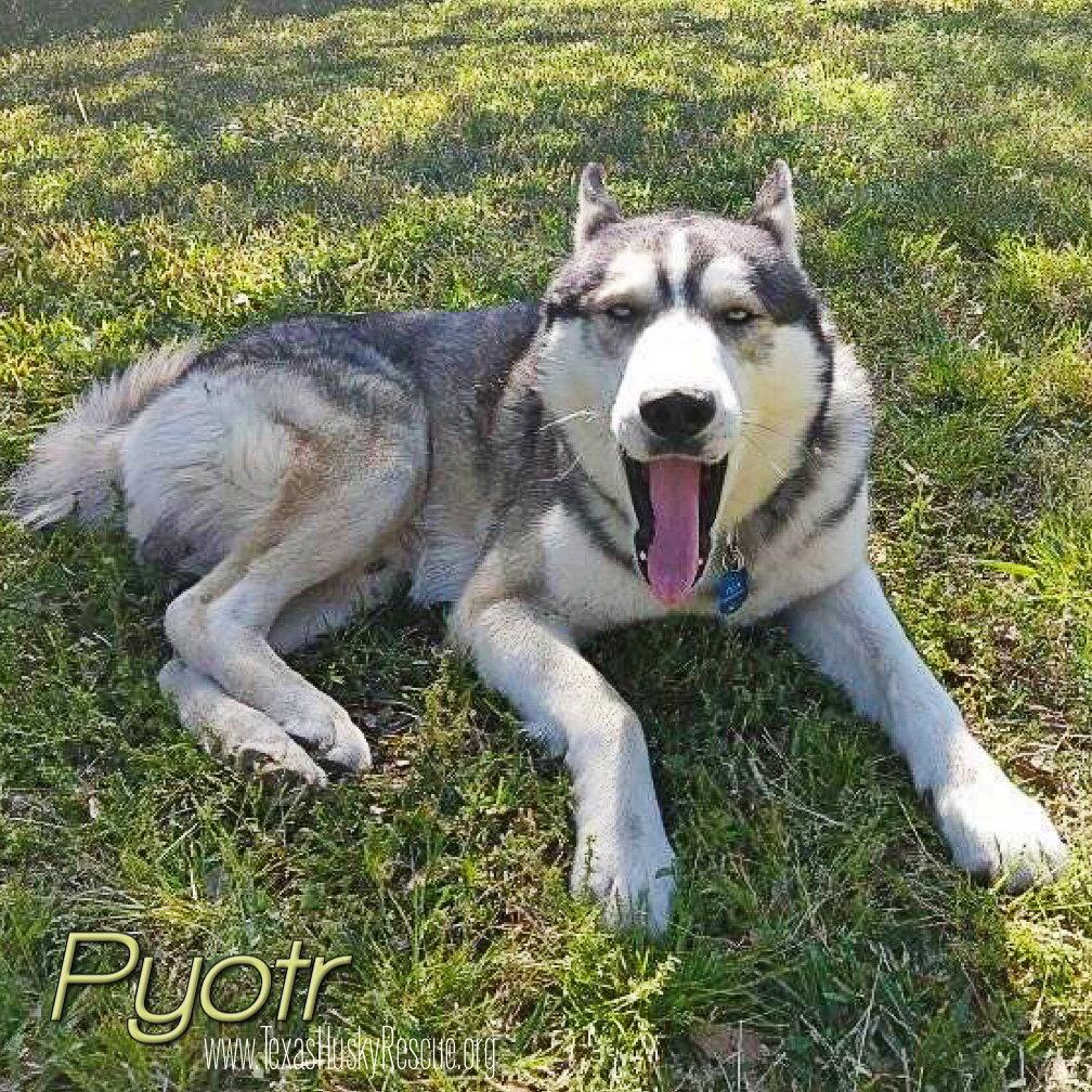 Pyotr Ilyich Tchaik, Adopted, Adult Male Siberian Husky.