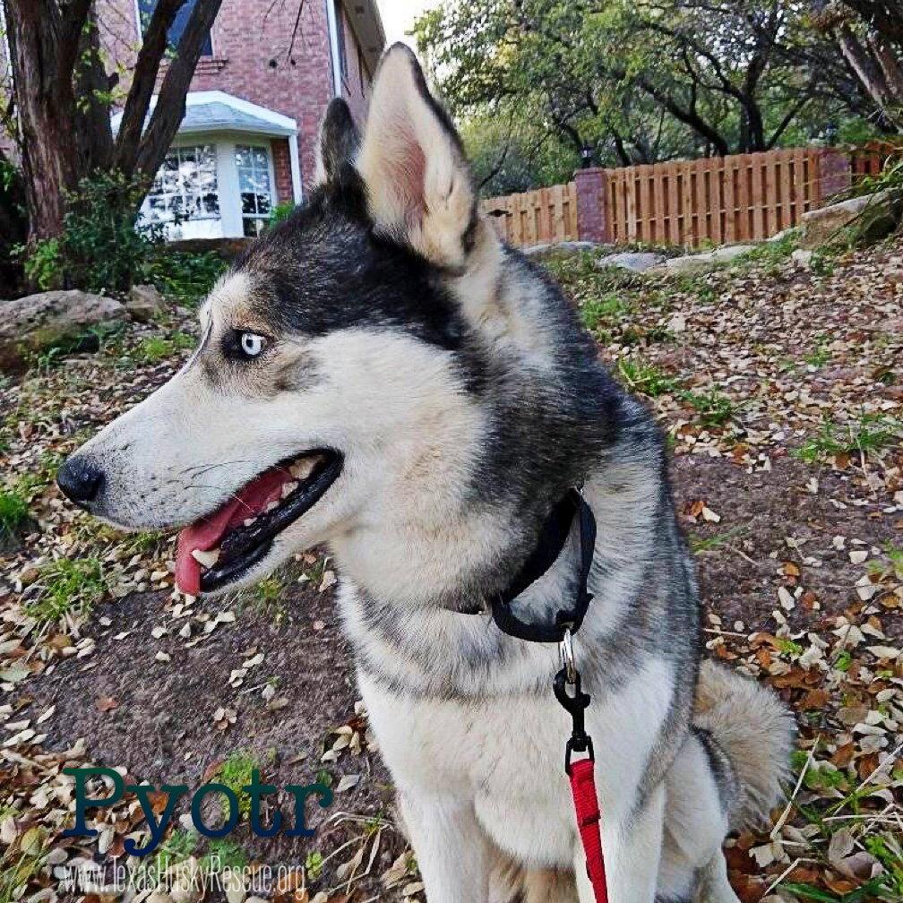 Pyotr Ilyich Tchaik, a Adopted Siberian Husky in Carrollton, TX image 2/2