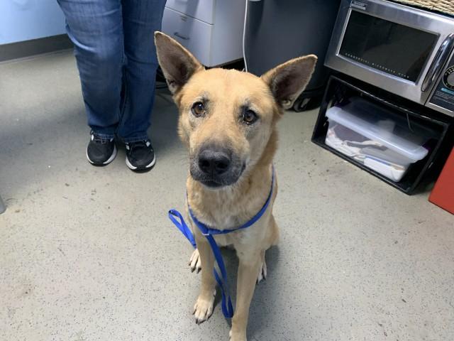 Enlarge Paris - STAFF FAVORITE - WAITING FOR HER FOREVER HOME, a Adoptable mixed breed in Thousand Oaks, CA image 2/2