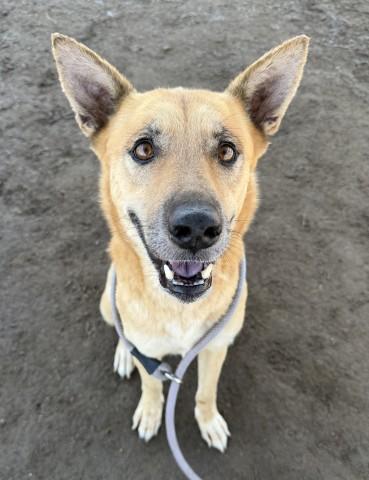 Paris - STAFF FAVORITE - WAITING FOR HER FOREVER HOME, Adoptable, Adult Female German Shepherd Dog.