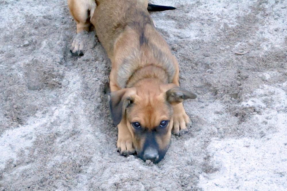 Enlarge Roo, a Adoptable mixed breed in Camden, SC image 3/6